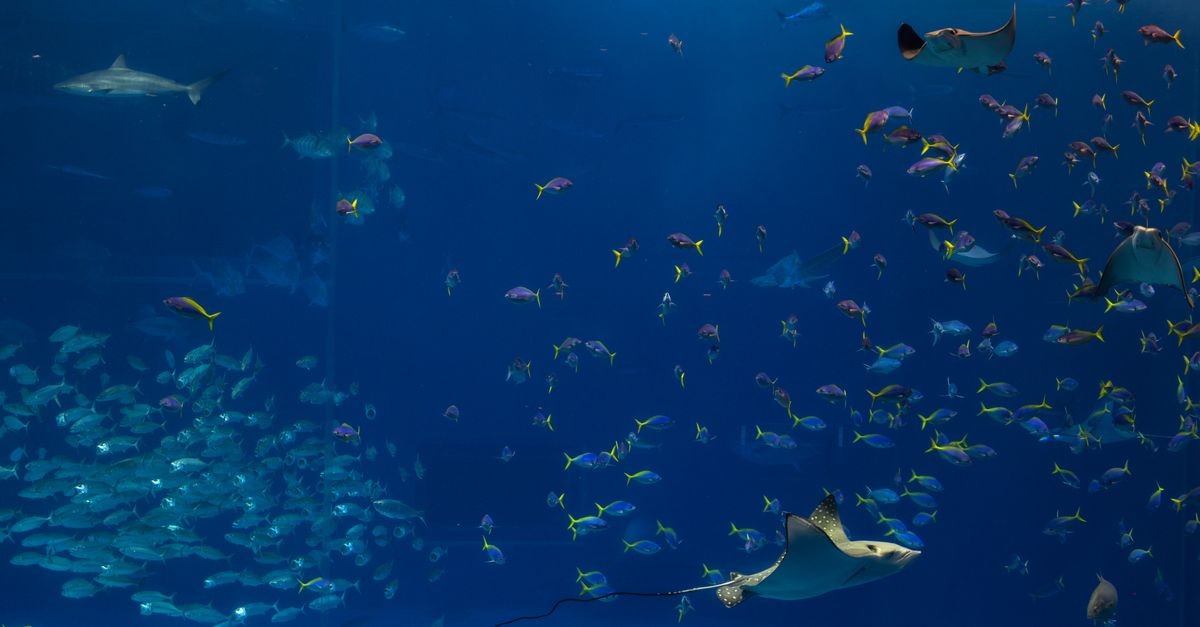 Colorful underwater scene in an aquarium, featuring a variety of fish and sea creatures.