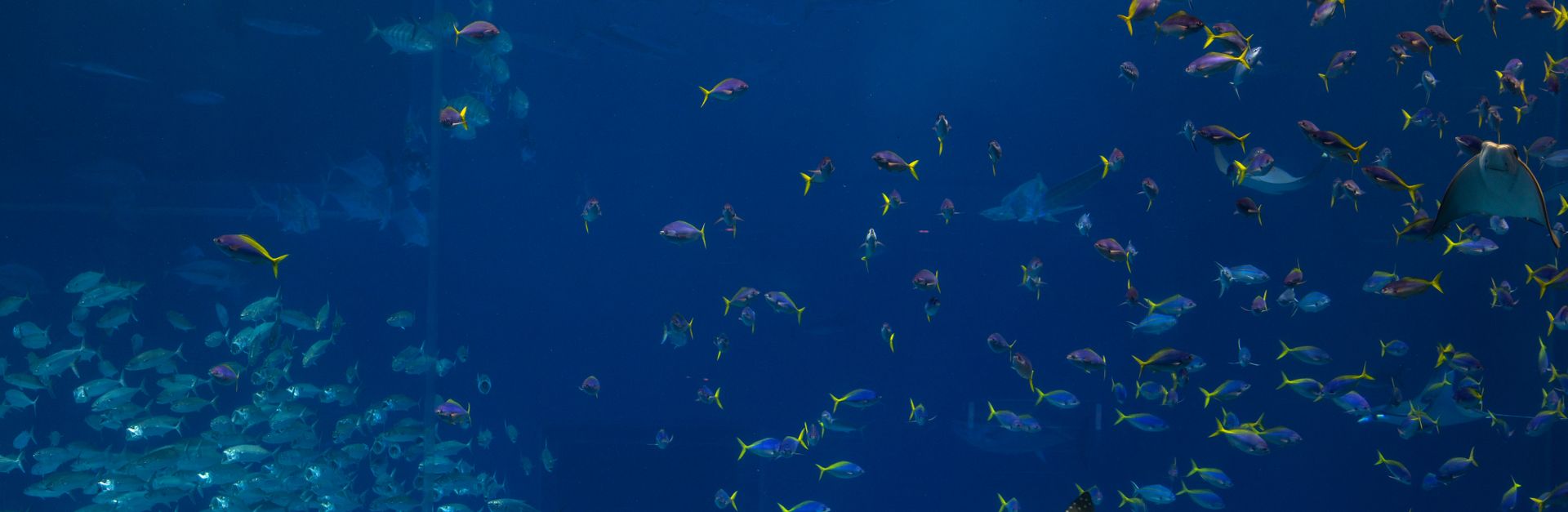 Colorful underwater scene in an aquarium, featuring a variety of fish and sea creatures.