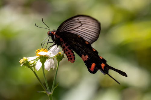 Бесплатное стоковое фото с бабочка, животное, крупный план