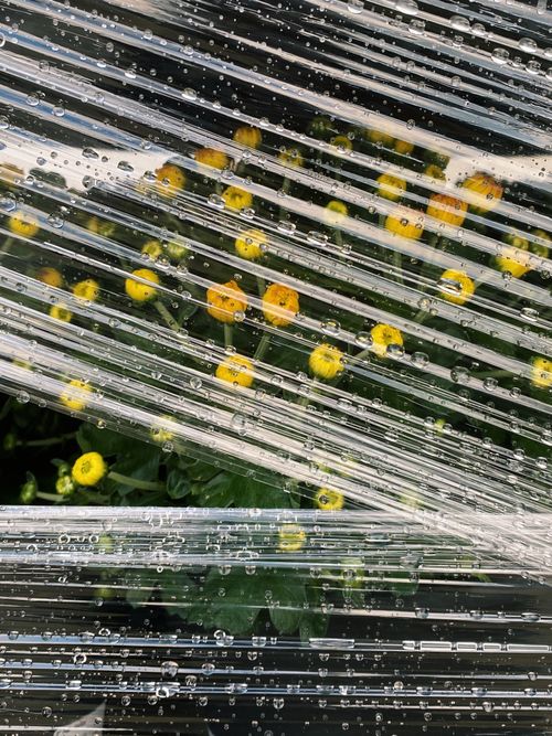 Free Bright yellow flowers visible through a dewy polytunnel sheet, showcasing nature's resilience. Stock Photo