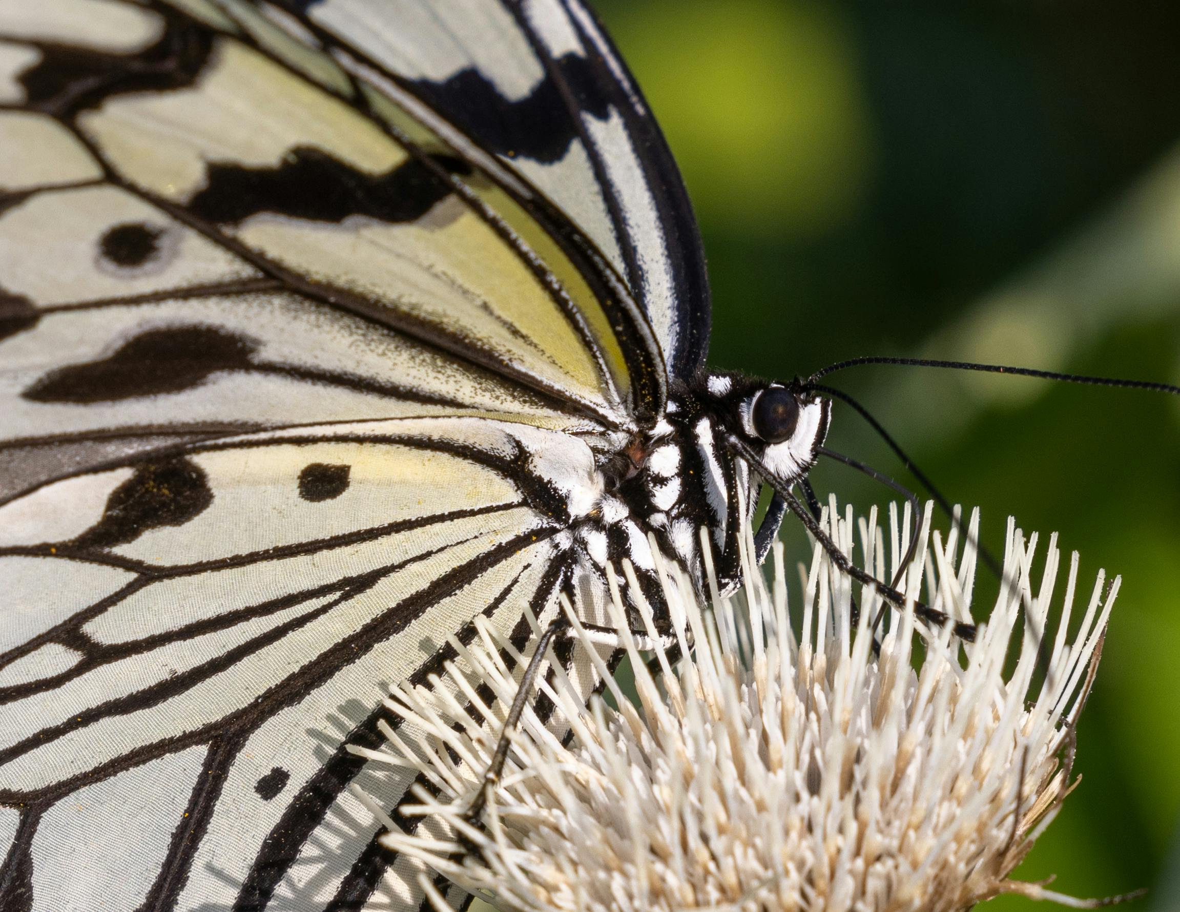 Butterfly Coming Out Of Cocoon Black And White
