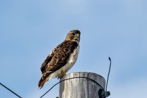 Free Close-up of a red-tailed hawk perched on a wooden post against a clear sky in Plainview, MN. Stock Photo