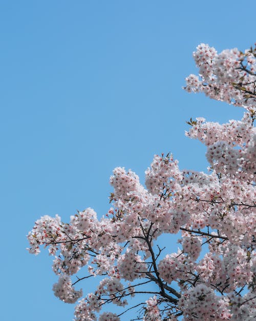 Darmowe zdjęcie z galerii z białe kwiaty, czyste niebo, jabłoń
