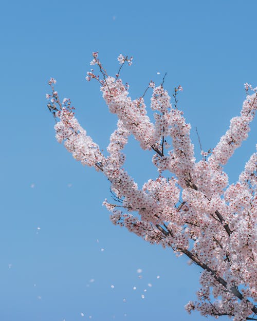 Darmowe zdjęcie z galerii z białe kwiaty, czyste niebo, gałęzie