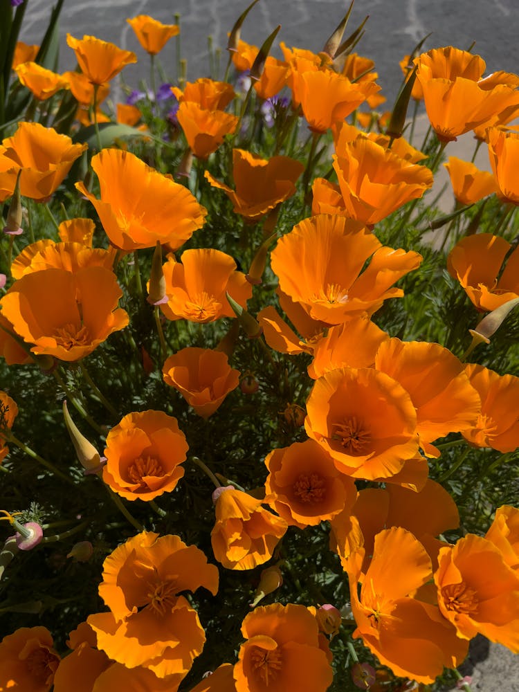 Blooming Golden Poppies