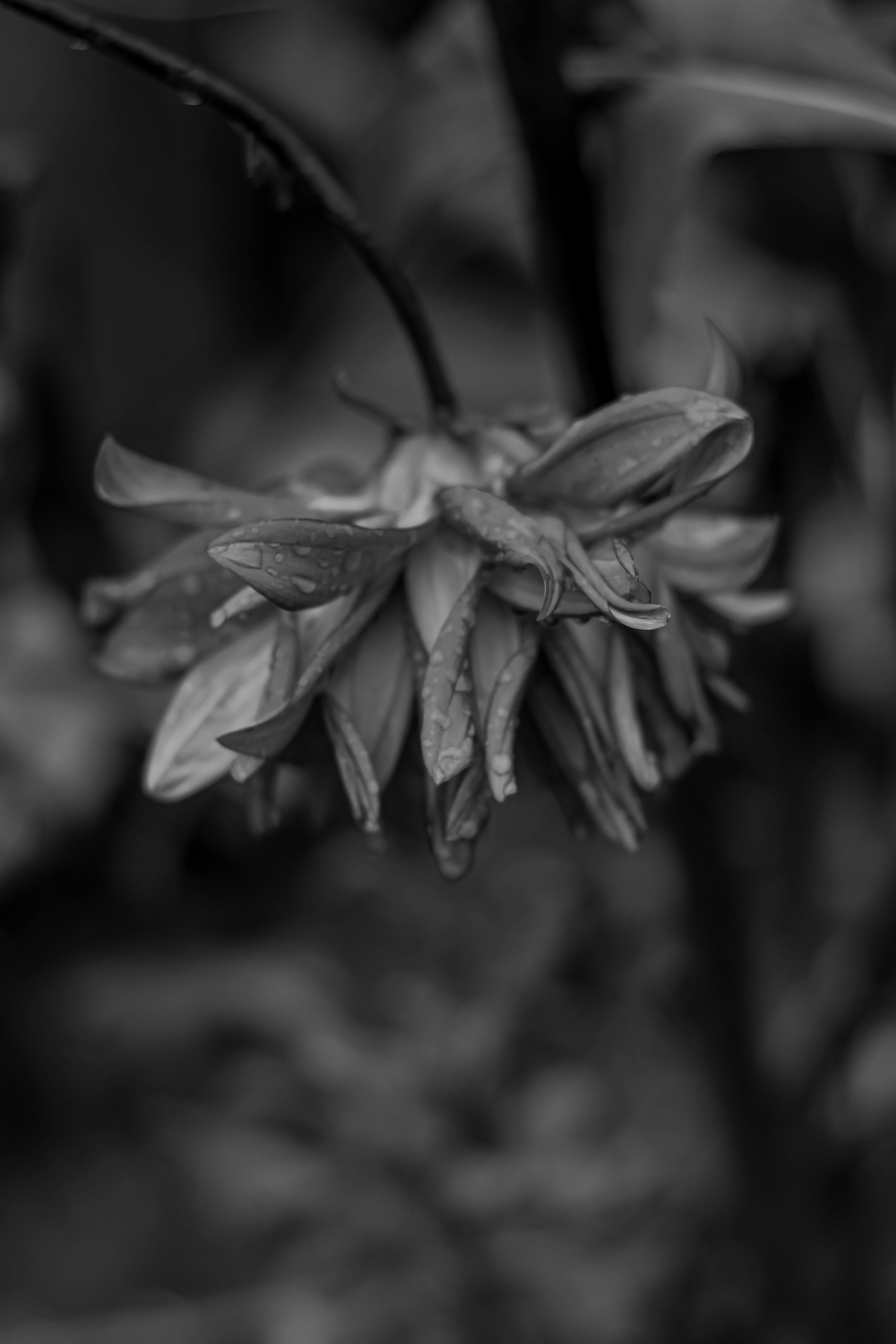 black and white photograph of a flower