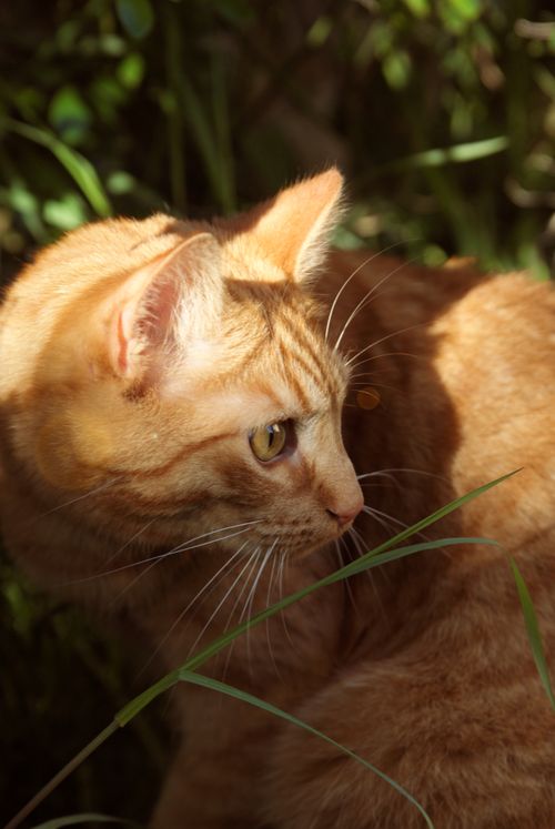 Free Close-up portrait of a ginger cat in a sunlit garden looking intently to the side. Stock Photo