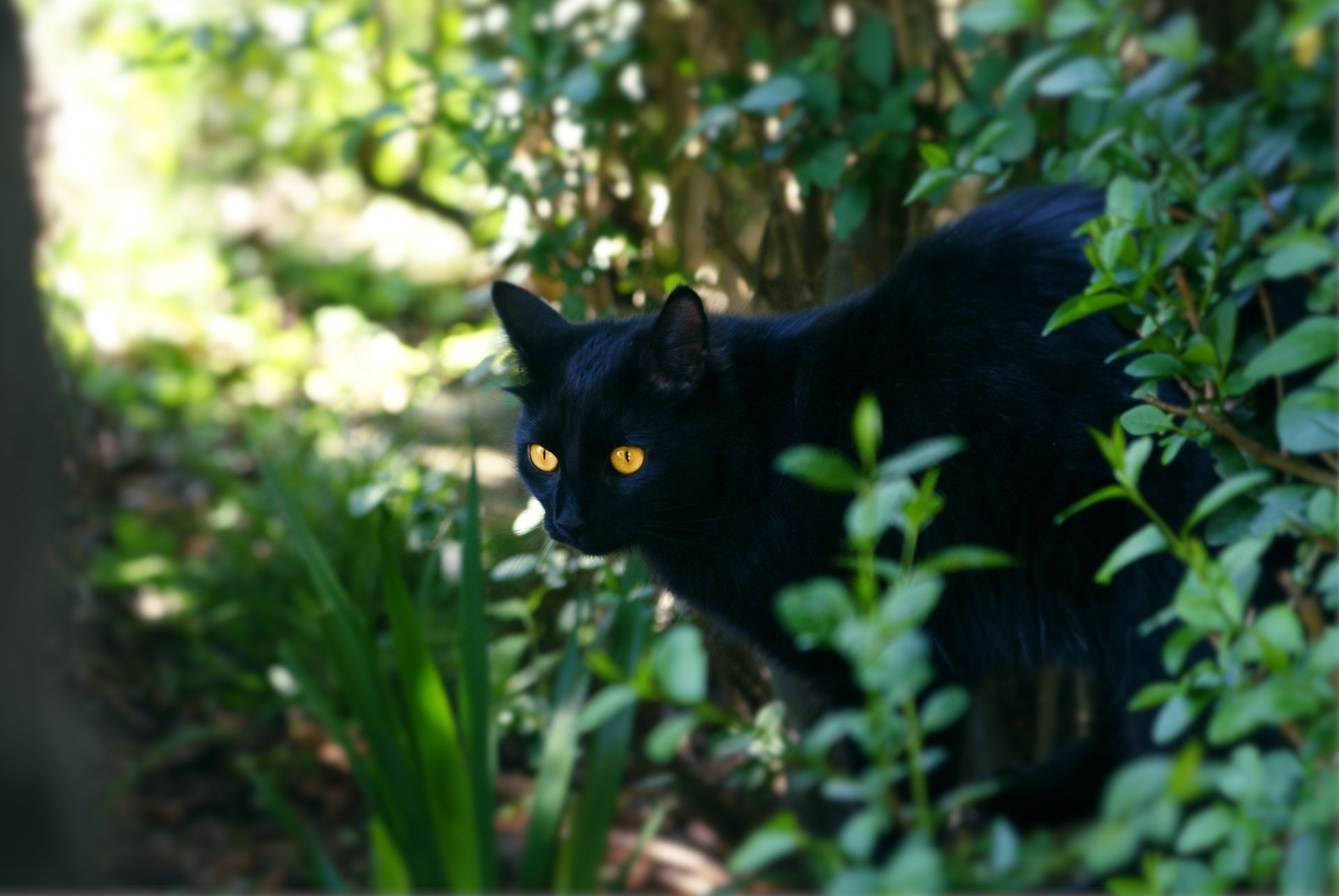Black Cat among Plants