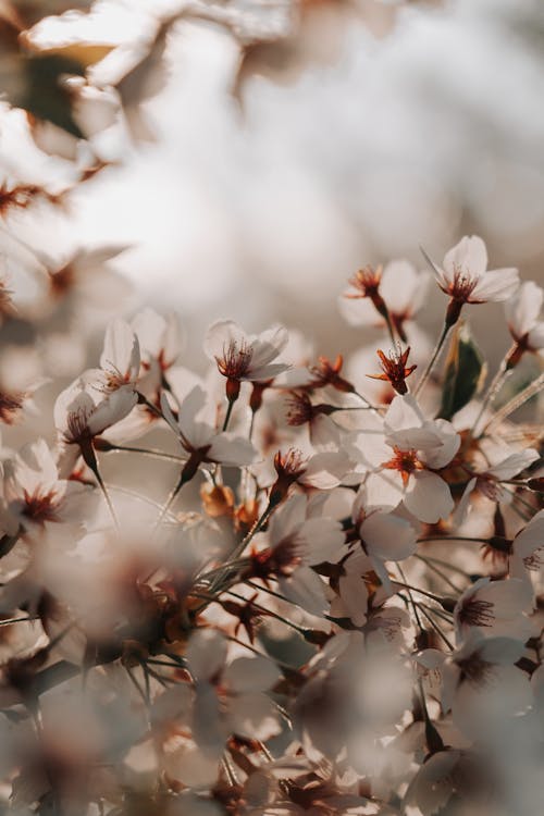 Photos gratuites de croissance, fleurs blanches, pommier