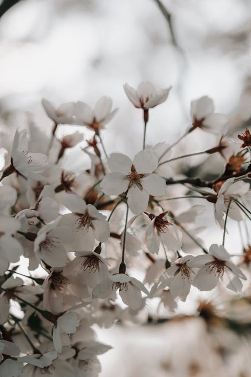 Photos gratuites de croissance, fermer, fleurs blanches