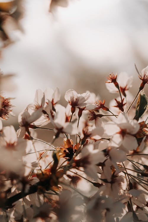 Gratis arkivbilde med epletre, fjær, hvite blomster