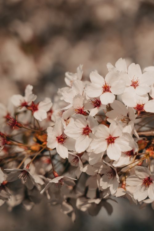 Free A beautiful branch of cherry blossoms during spring, showcasing nature's delicate beauty. Stock Photo