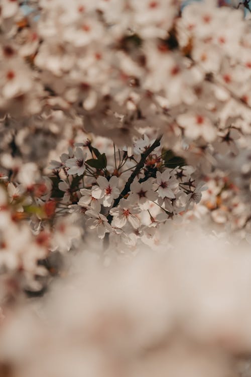 Kostnadsfri bild av blommor, färsk, fjäder