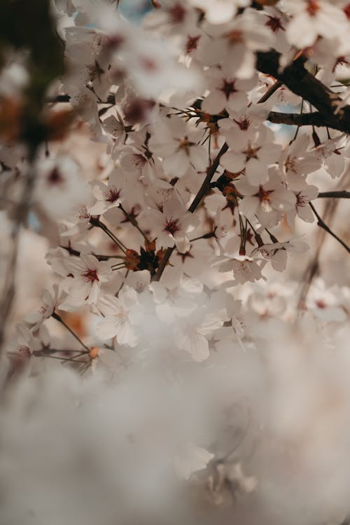 Photos gratuites de croissance, fleurs blanches, pommier