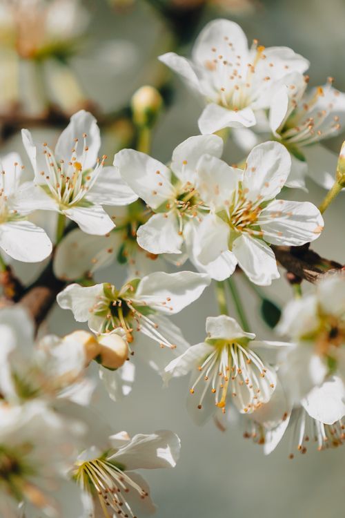 Free Close-up of cherry blossoms with delicate white petals and pollen-rich stamens in spring. Stock Photo