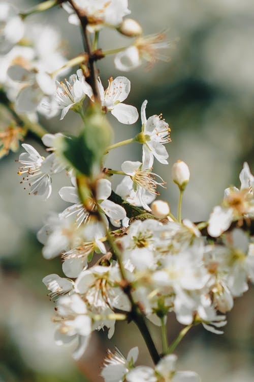 꽃, 꽃잎, 봄의 무료 스톡 사진