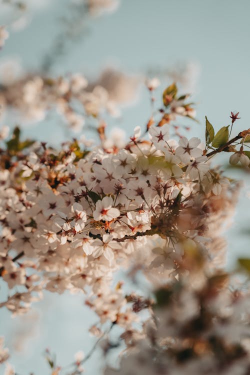 Gratis stockfoto met blauwe lucht, bloeiend, bloesem