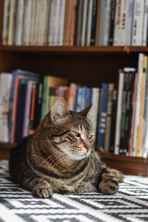 Tabby Cat against Shelves with Books