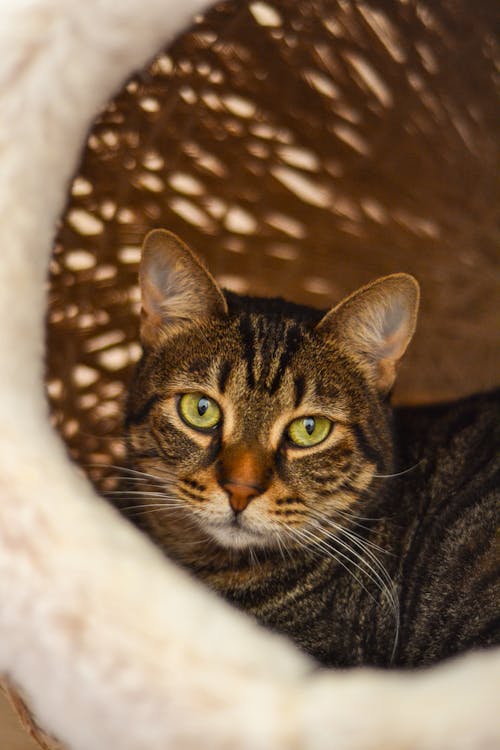 Cute Cat Sitting in Fluffy House