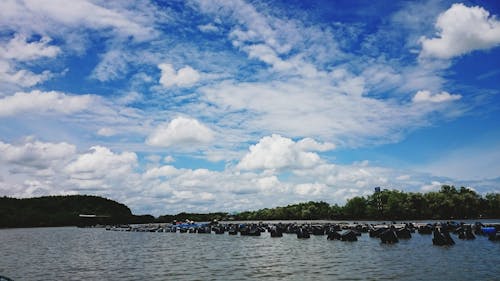 昼間の曇り空の下で水域の近くの緑の木々の写真