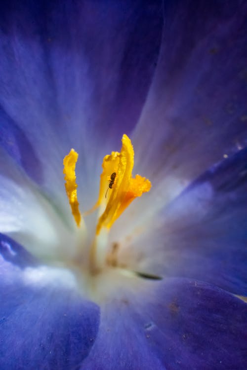 Základová fotografie zdarma na téma detail, exotický, květní tyčinka
