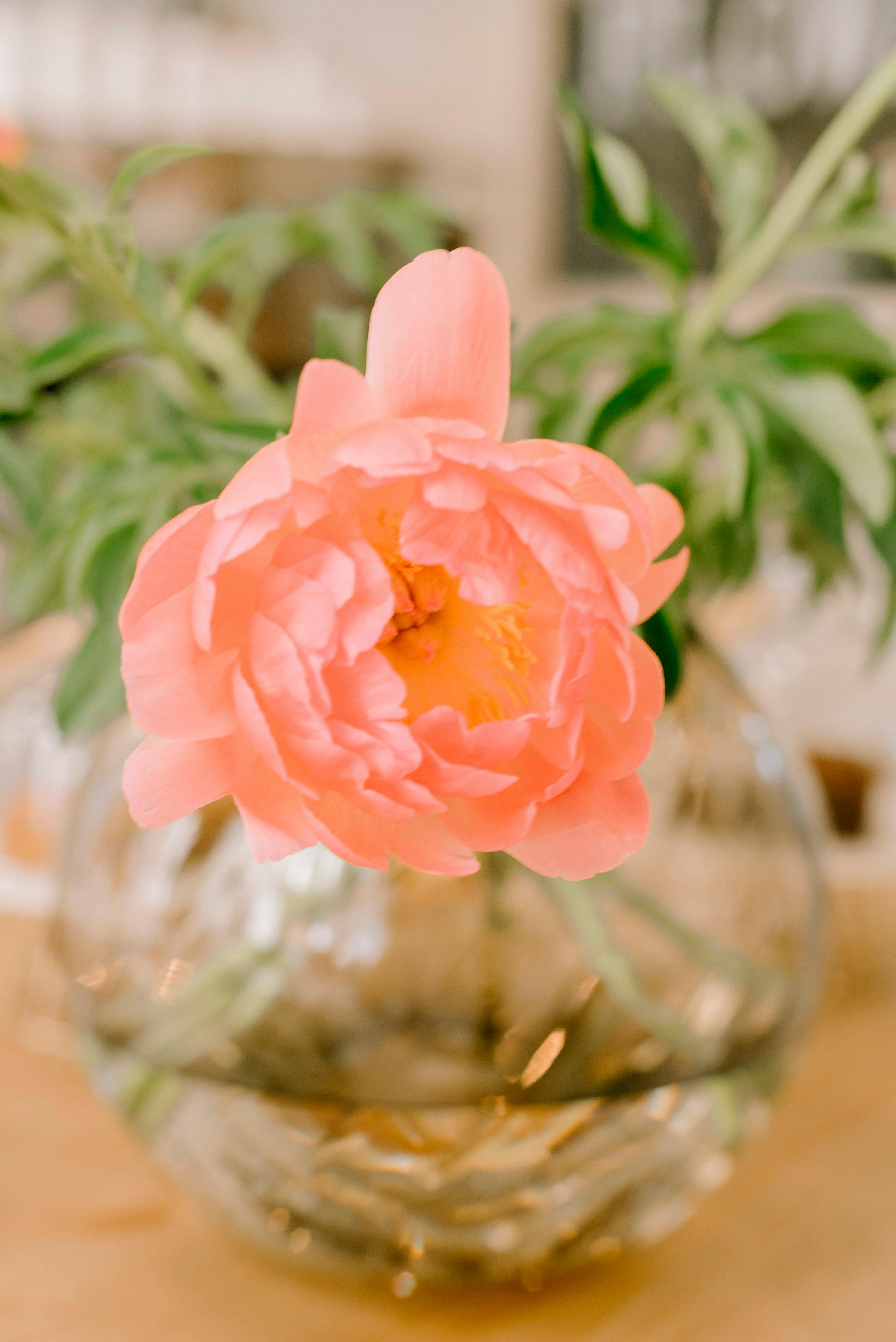 Rose in Vase · Free Stock Photo