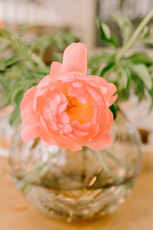 Fotos de stock gratuitas de flor, florero, naturaleza muerta