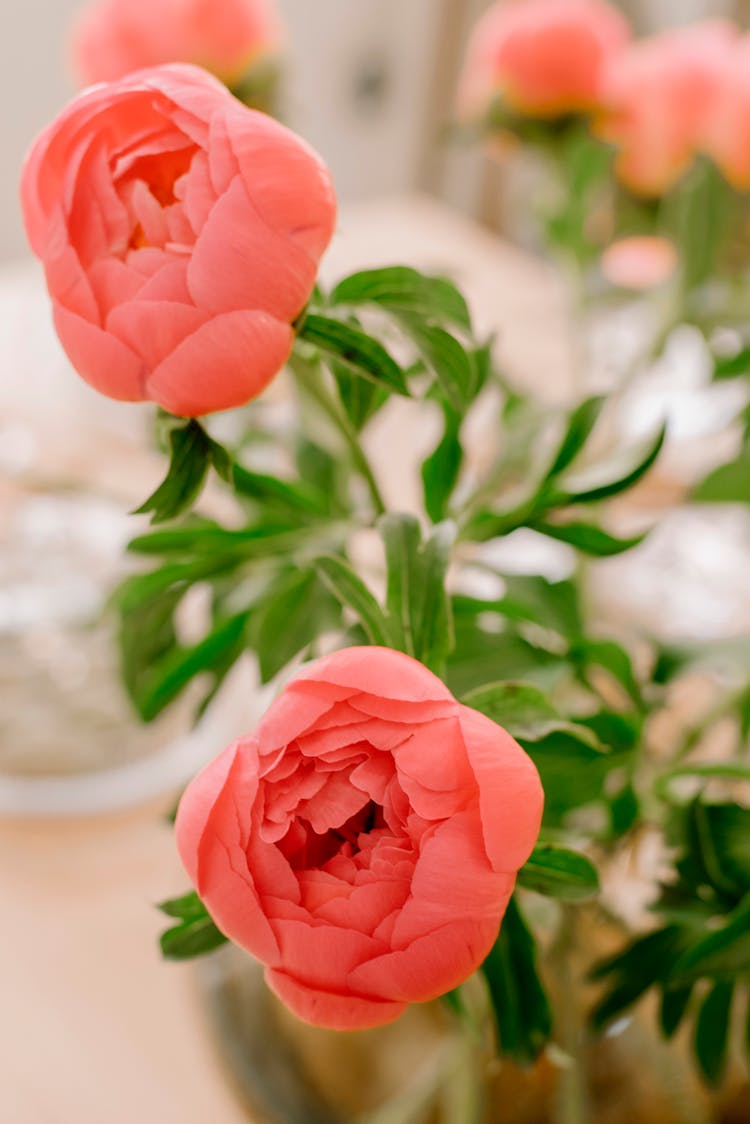 Close-up Of Blooming Flowers At Home