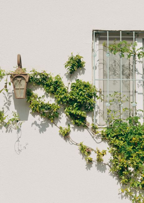 Aesthetic view of ivy climbing a wall with an antique lamp and window, located in Baku, Azerbaijan.