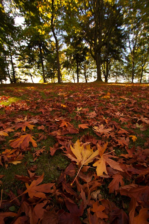 Безкоштовне стокове фото на тему «дерева, кольору осені»