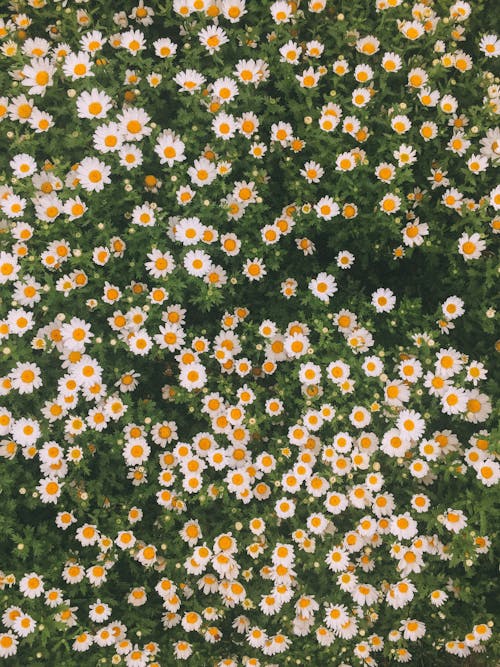 Blooming Flowerbed with Daisy Flowers