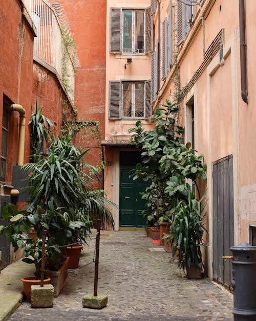 A narrow alley with plants and potted plants