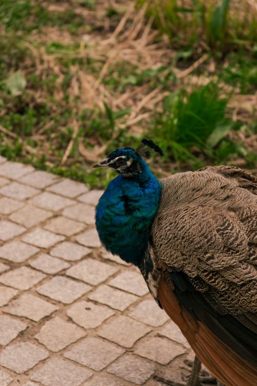 Free Elegant peacock with vibrant plumage standing on a stone path in a natural setting. Stock Photo