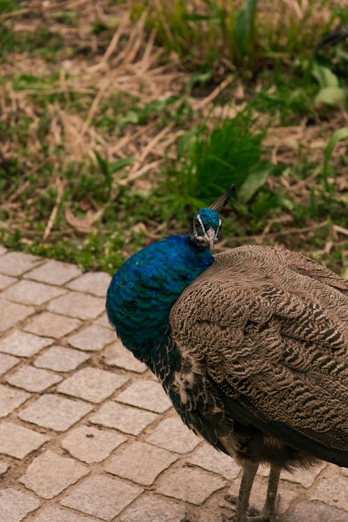 Kostenloses Stock Foto zu bürgersteig, mobile wallpaper, pfau