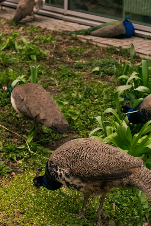 Gratis stockfoto met aarde, dierenfotografie, gras