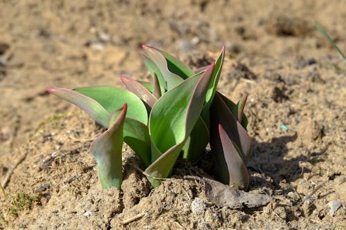 Close-up of Green Plant Growing in Ground