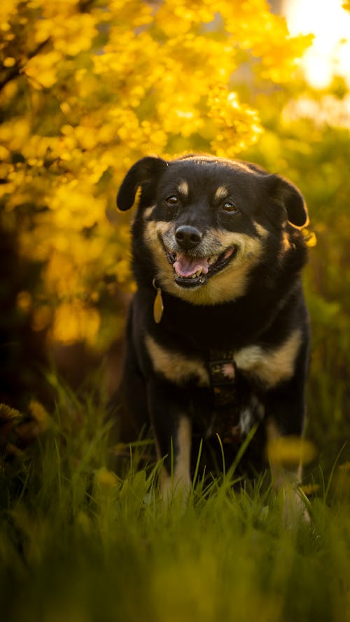 Kostnadsfri bild av djur, gräs, hund