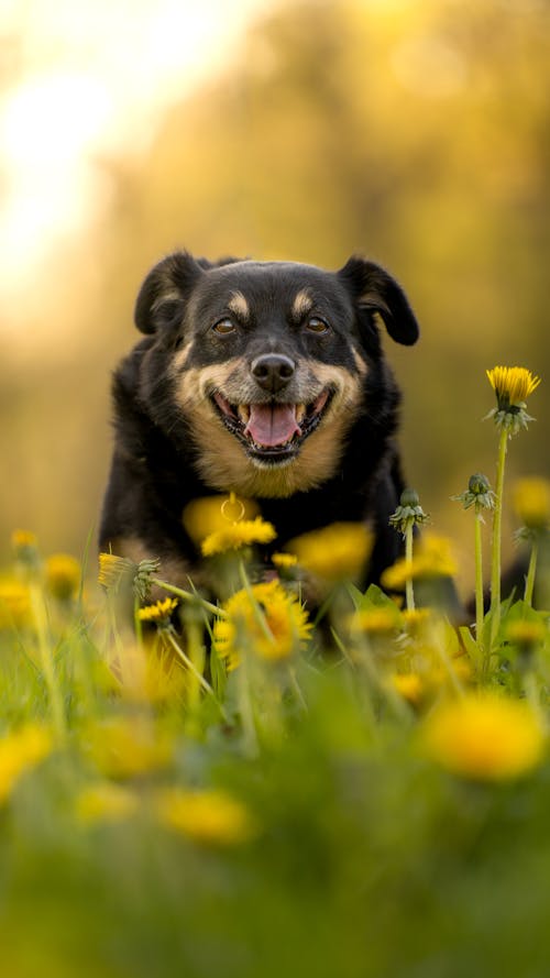 Kostnadsfri bild av blommor, fält, hund