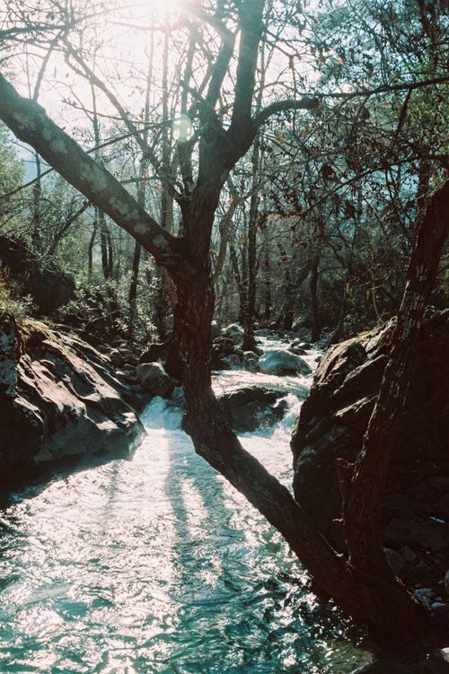 Free A tranquil forest stream flows beneath sunlit trees, creating a serene natural landscape. Stock Photo