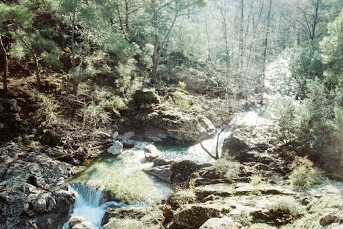 Kostnadsfri bild av bäck, landskap, skog