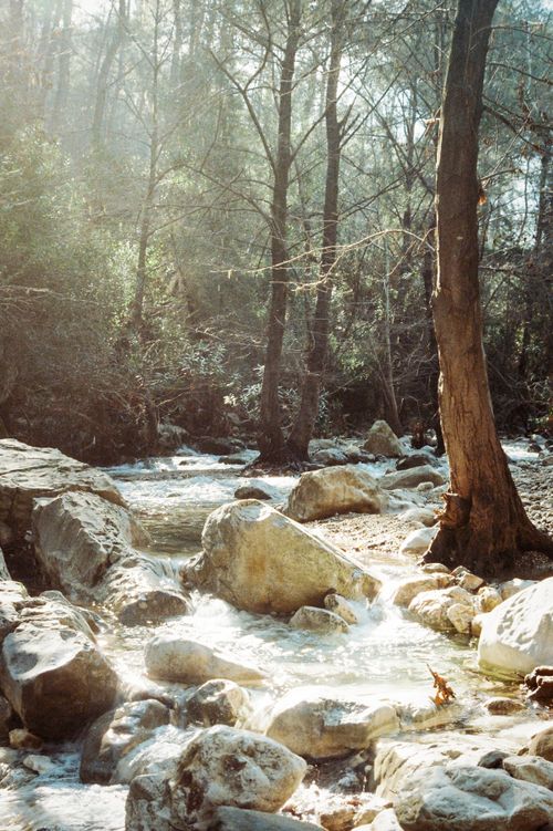 Free Tranquil forest setting with a gentle stream flowing over rocks under sunlit trees. Stock Photo