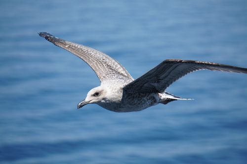 Free A seagull in flight with a clear blue ocean background captured in mid-air. Stock Photo