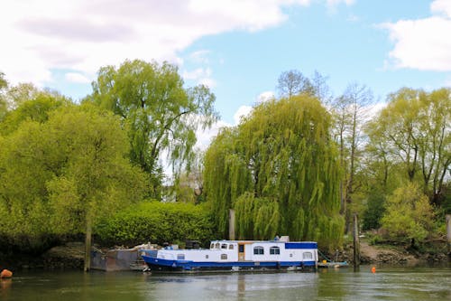 Δωρεάν στοκ φωτογραφιών με richmond, δέντρο, ποταμός Τάμεσης