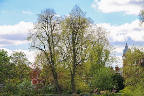 Δωρεάν στοκ φωτογραφιών με richmond, δέντρο