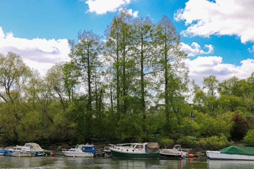 Δωρεάν στοκ φωτογραφιών με richmond, δέντρο, ποταμός Τάμεσης