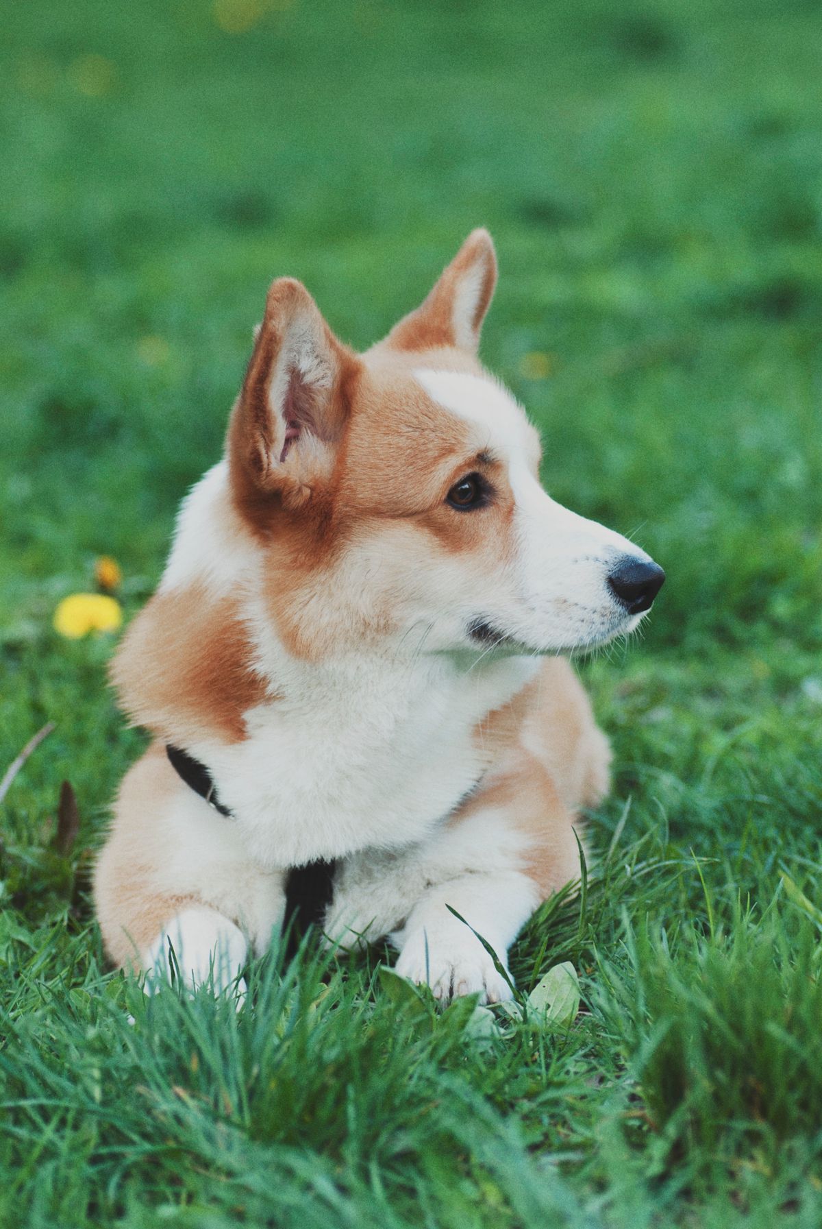 A corgi lying on green grass