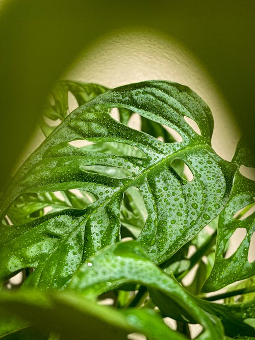 Close-up of Drops on Green Plant Leaves