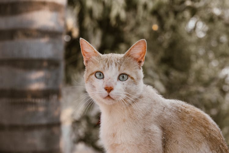 Cat Sitting In Garden