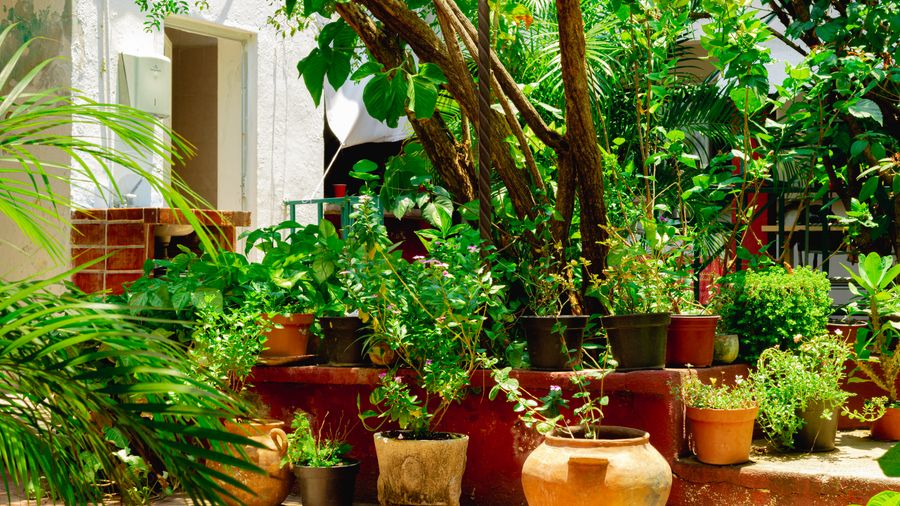 Seven Habits That Keep a Small-Yard Garden Looking Sharp