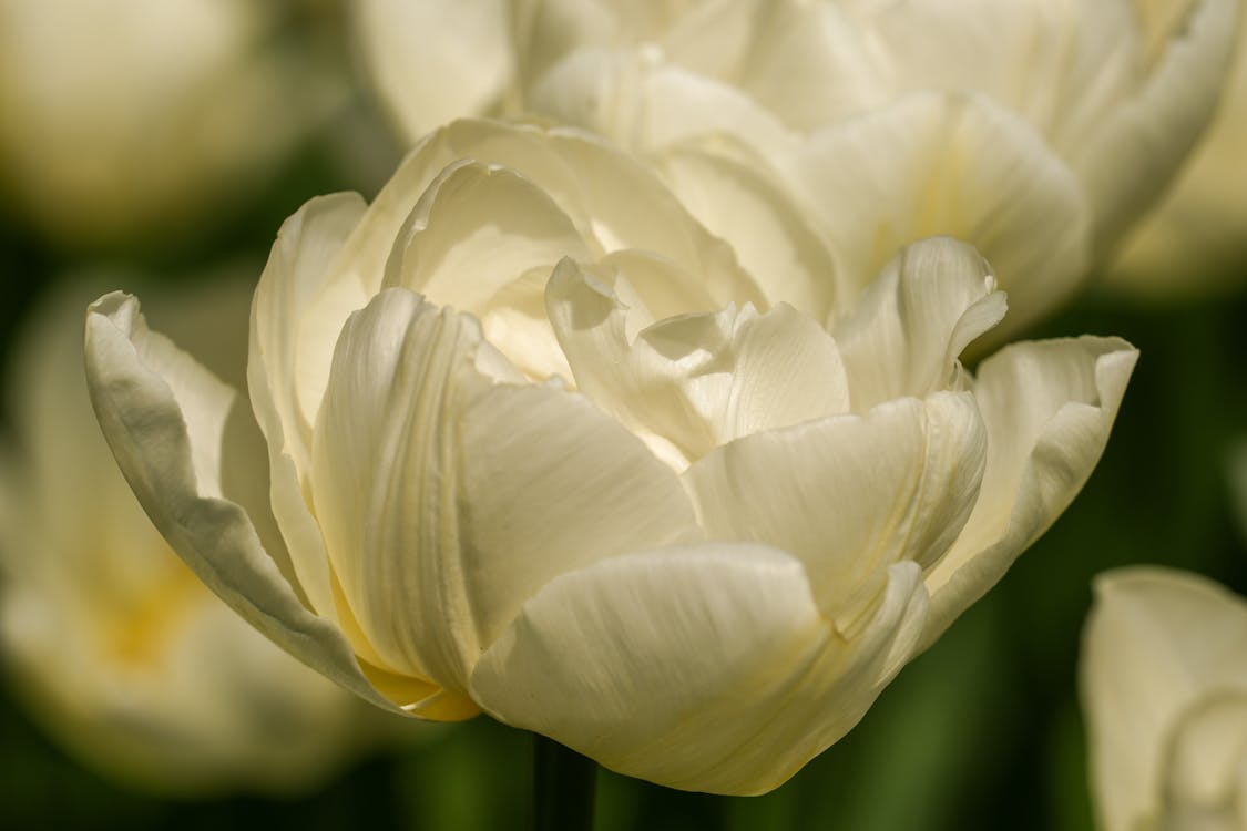 Kostnadsfri bild av blomma, blomning, botanisk